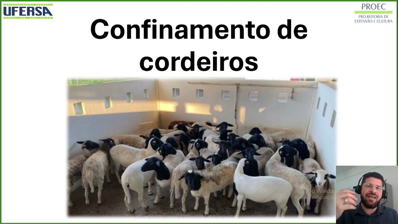 Manejo de cordeiros em confinamento