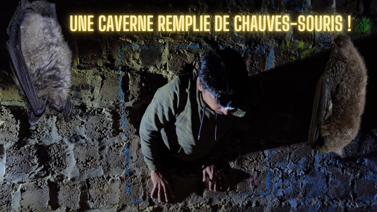 RISQUER SA VIE POUR OBSERVER des CHAUVES-SOURIS ! (j'exagère un peu j'avoue)