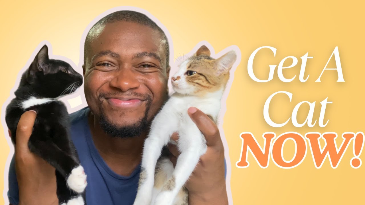 5 Reasons to Get a Cat | Why Cats Make Great Pets