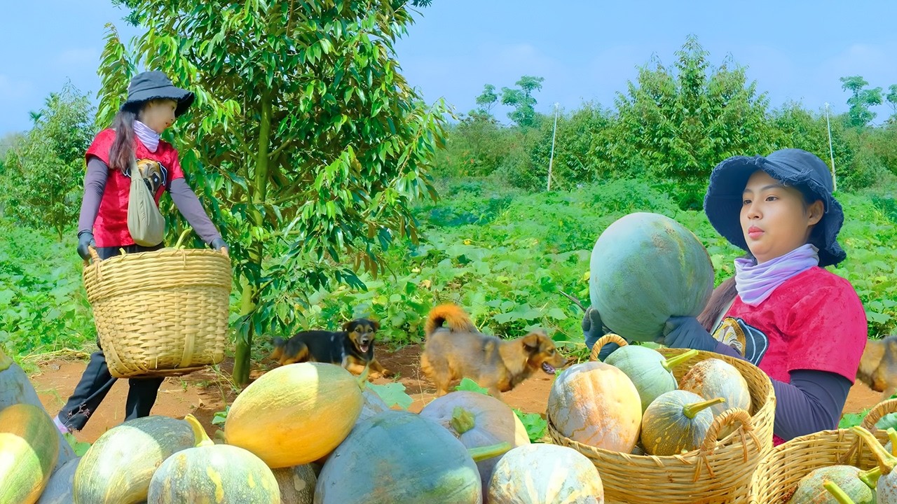 Harvesting Long Pumpkins to Sell at Market | Cooking Pumpkin Coconut Sweet Soup & Farm Life