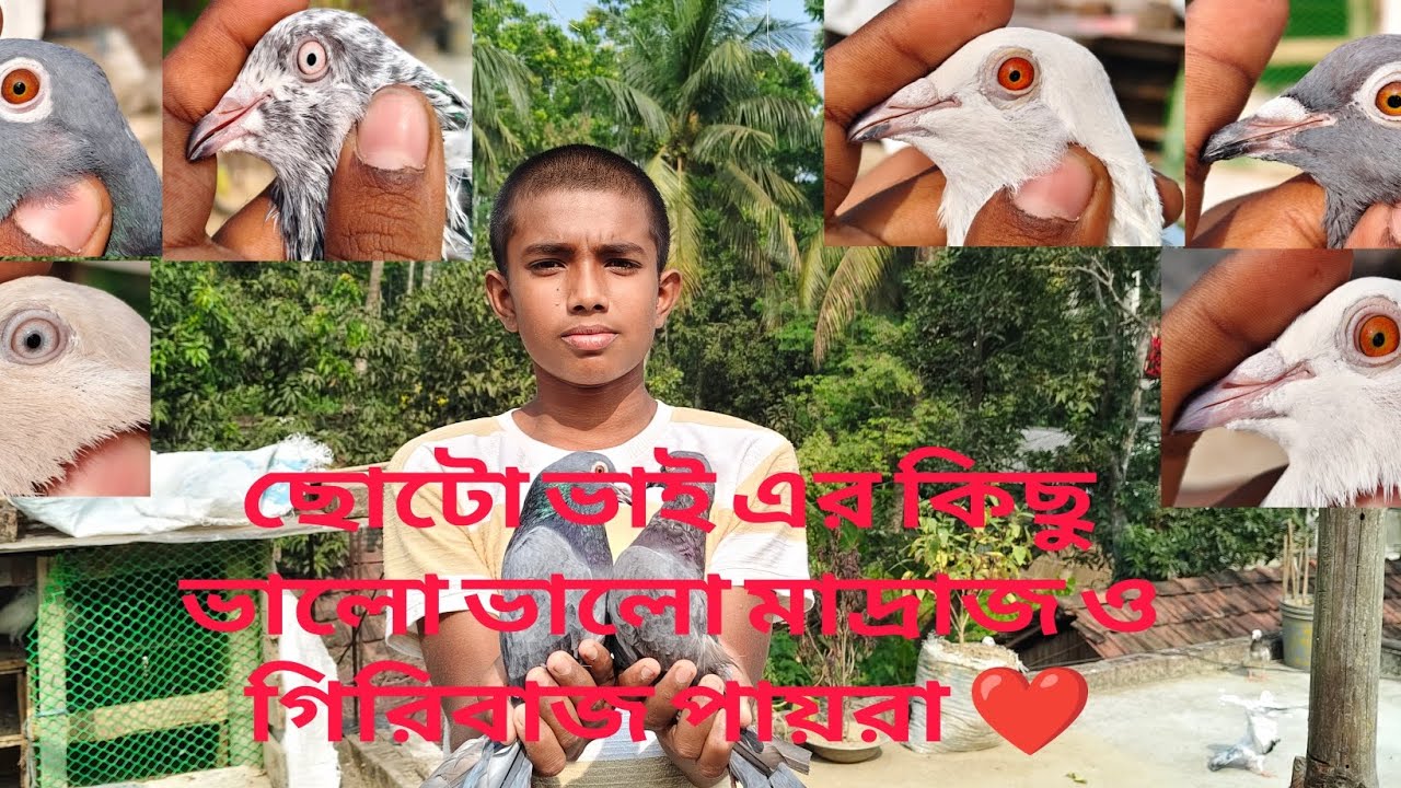 ছোটো ভাই এর কিছু শখের পায়রা ❤️ 25/11/2025॥