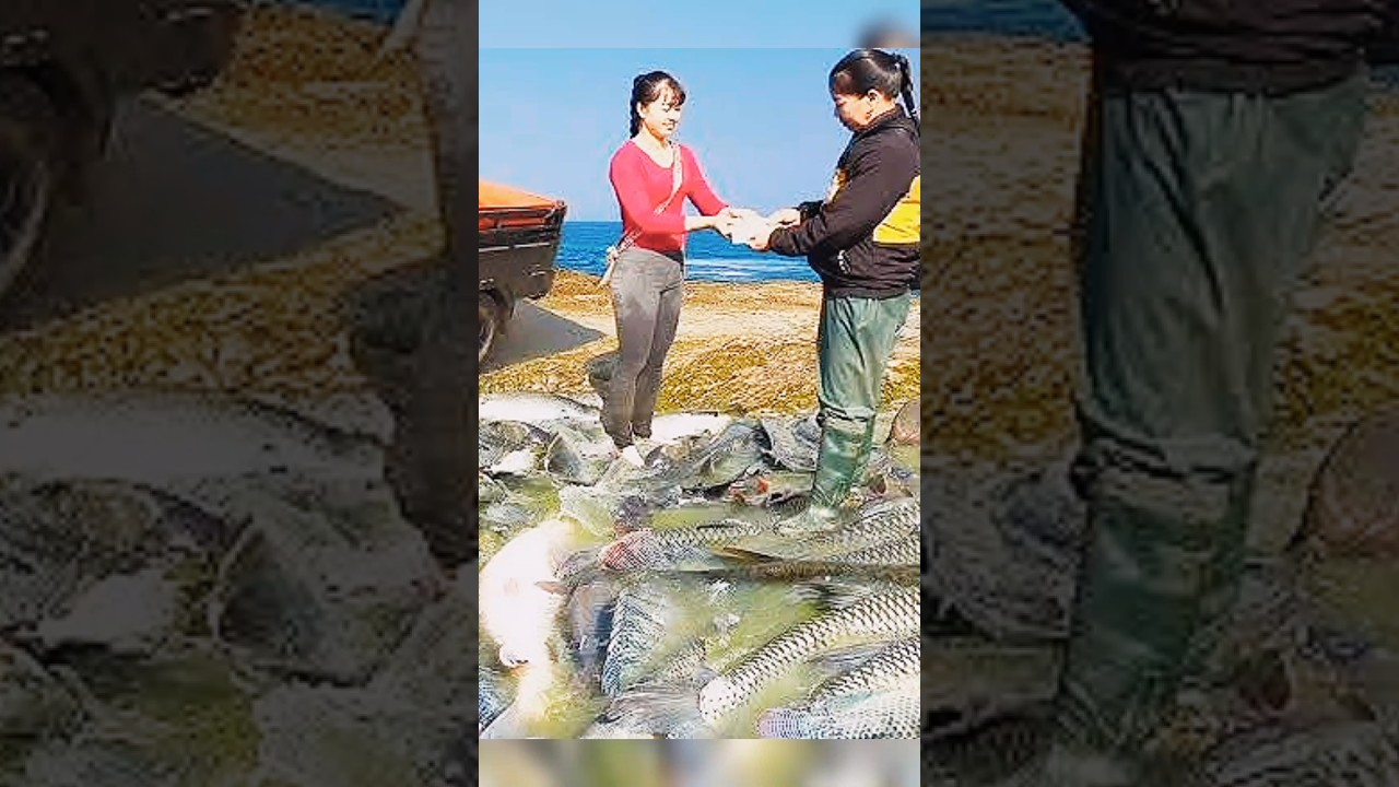 catch large fish and goes to to market sale 