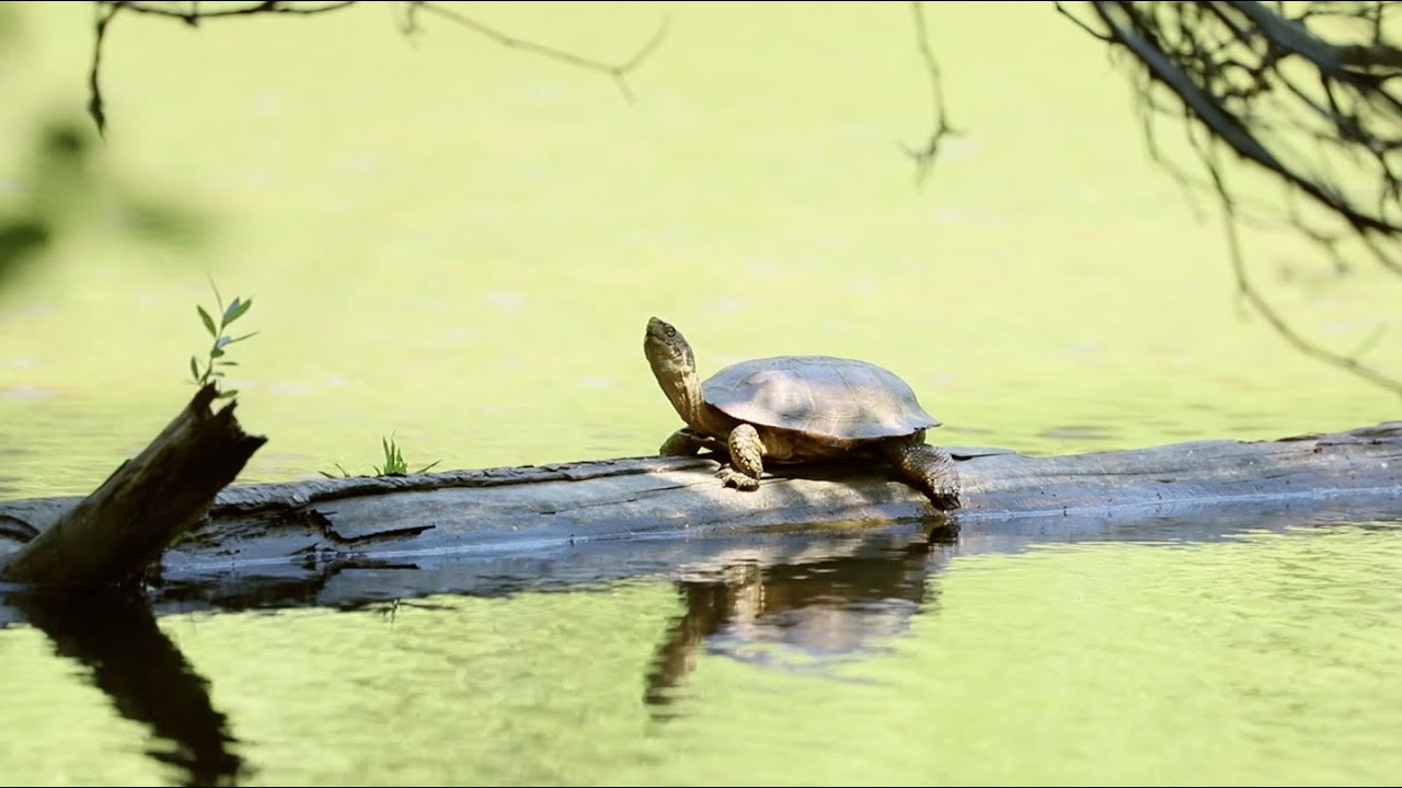 Western Pond Turtle
