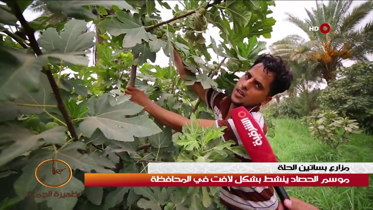 ظهيرة الجمعة 30-11-2018 | مزارع بساتين الحلة .. موسم الحصاد ينشط بشكل لافت في المحافظة