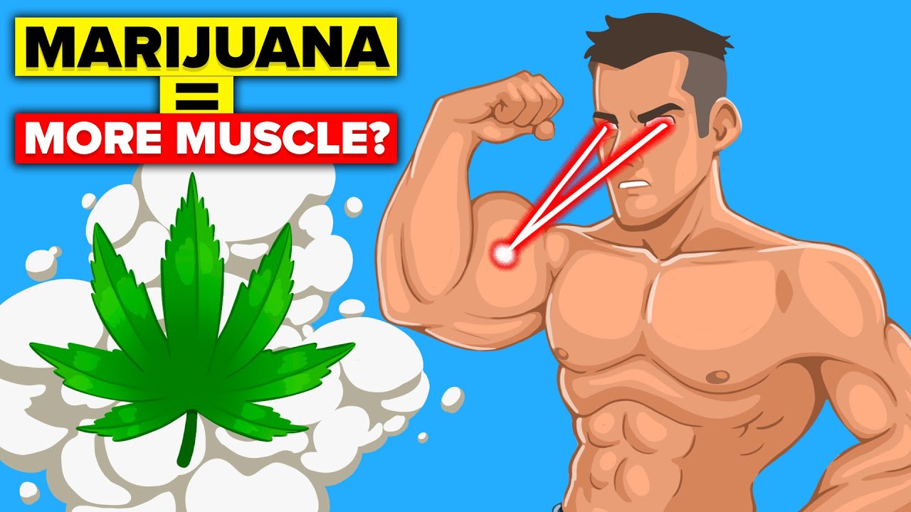 Effects of Weed on Mind-Muscle Connection When Building Muscle | The Workout Show
