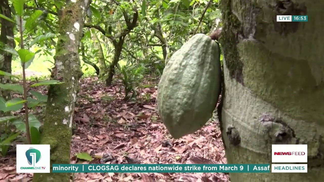 Delayed Cocoa Payments Settled: Farmers Confirm Receipt