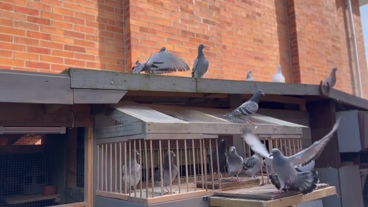 Racing Pigeons Young Birds 2024 (first time out)