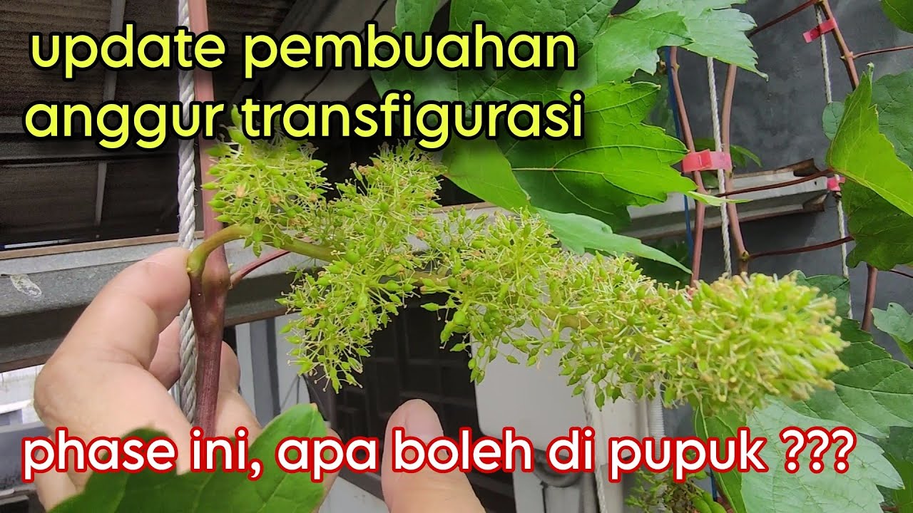 Update Pembuahan Anggur Transfigurasi di awal 2025