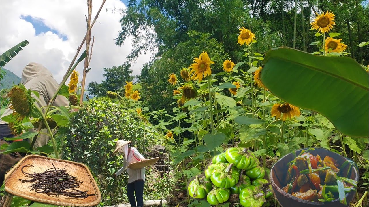 Sunflowers are blooming | first harvest of string beans and bitter tomato