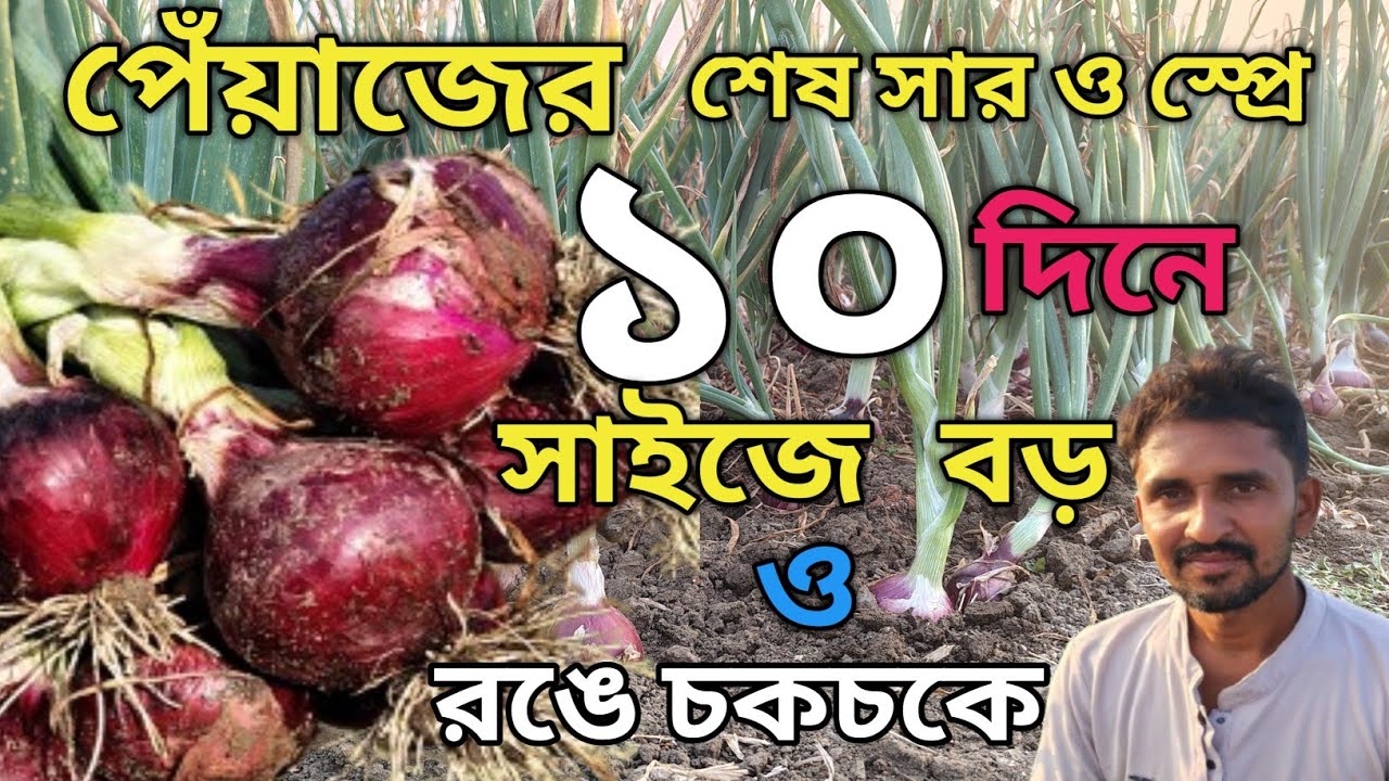 পেঁয়াজ দ্রুত বড় করার উপায়।পেঁয়াজে PGR spray.পেঁয়াজ চাষ পদ্ধতি।পেঁয়াজের শেষ স্প্রে।Onion cas.