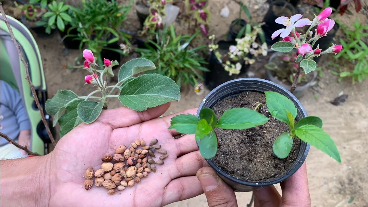 ازرع بذور التفاح والكرز ولا ترميهم🍎🍒شتلات تفاح وكرز مجانًا 🍏🌿🌱🍒