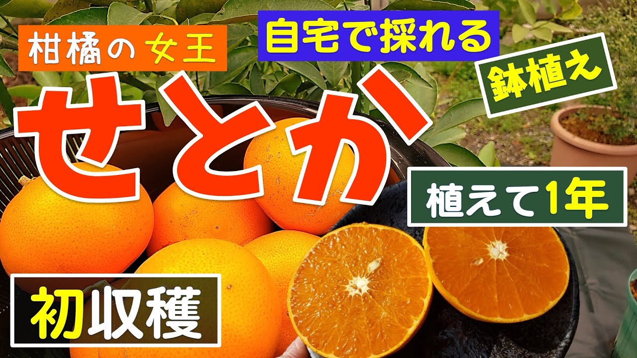果樹栽培：高級みかん「せとか」を収穫しました