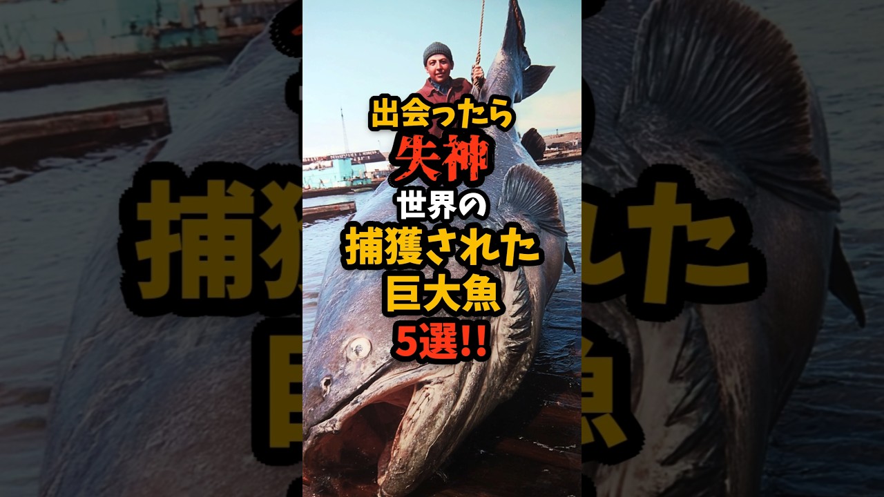 世界の捕獲されたヤバい巨大魚5選#shorts