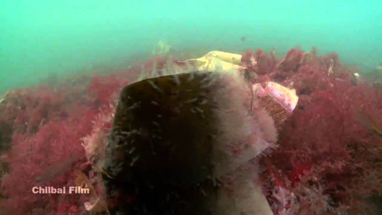 Ocean of Life HD