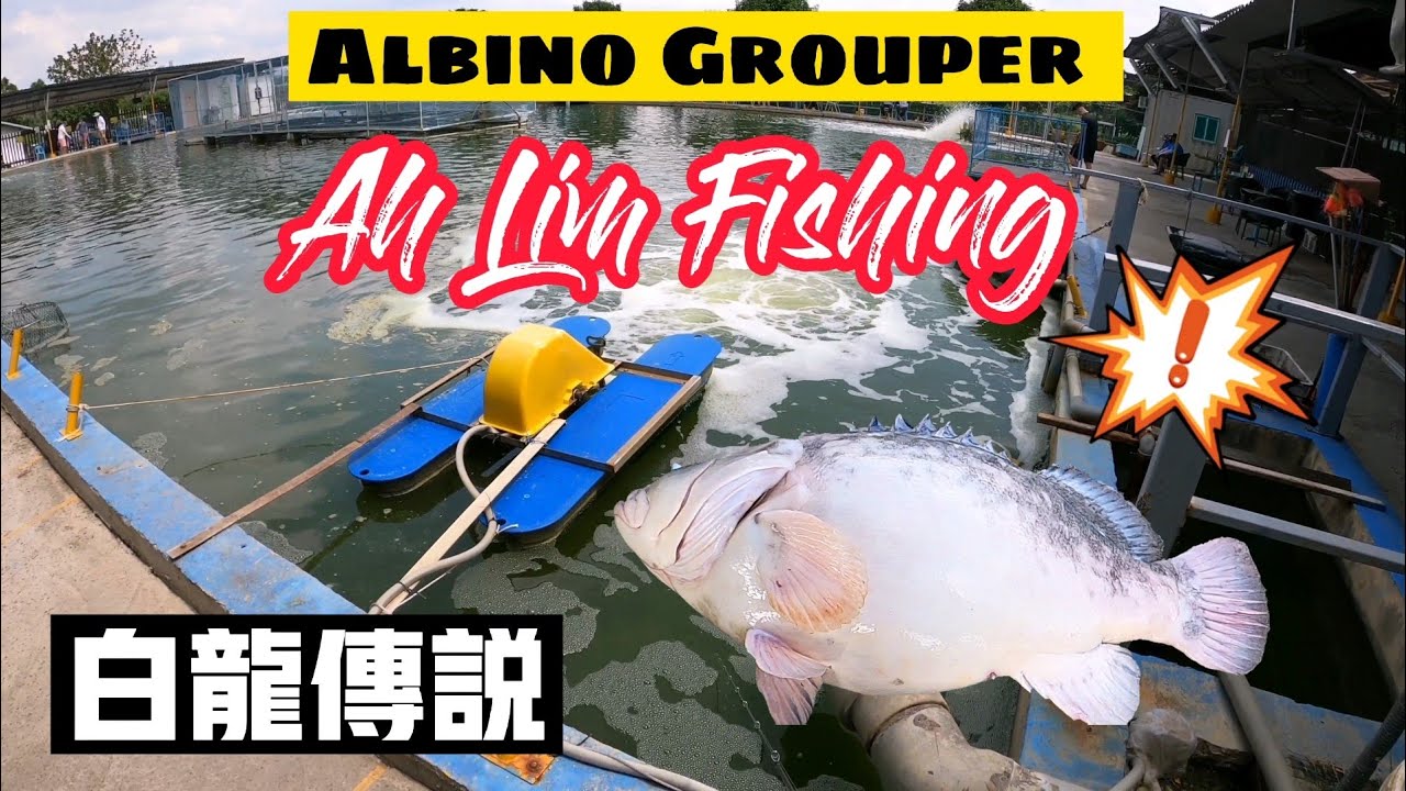EP17白化龙虎斑，华丽登场。 Singapore Ah Lim Fishing Pond，Albino Grouper.
