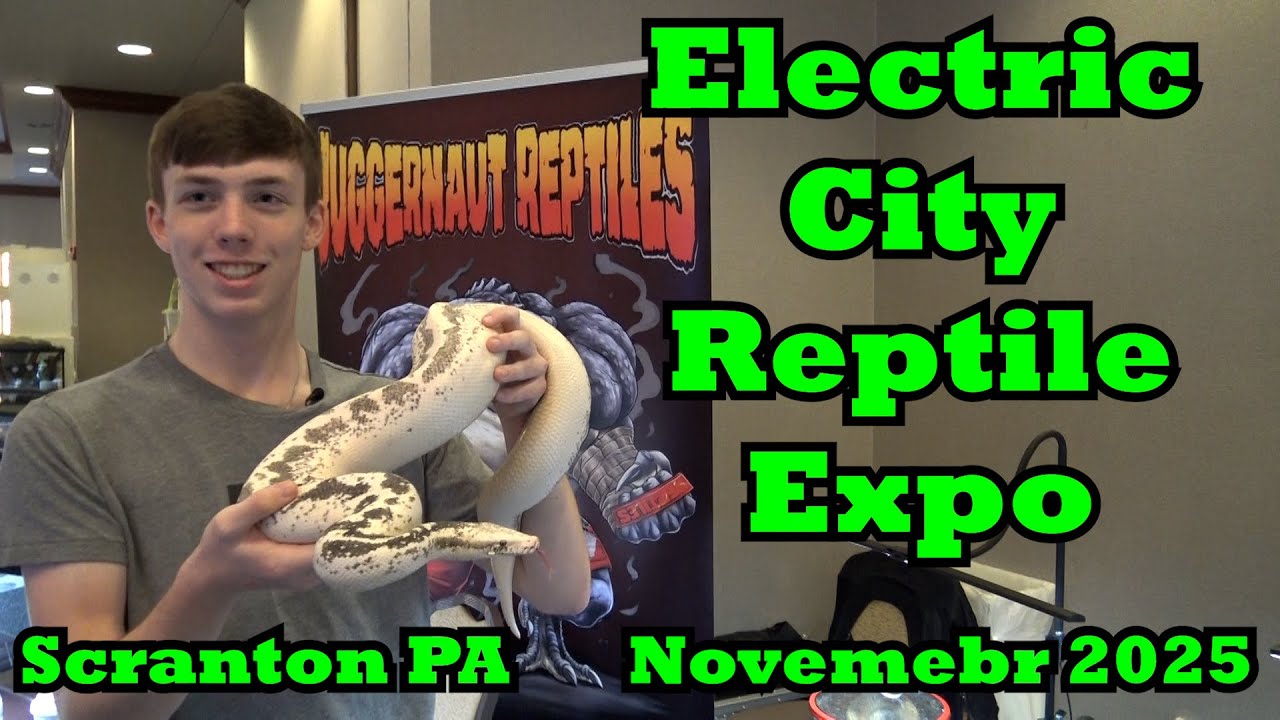 Electric City Reptile Expo, Скрантон, Пенсильвания, ноябрь 2025 г.