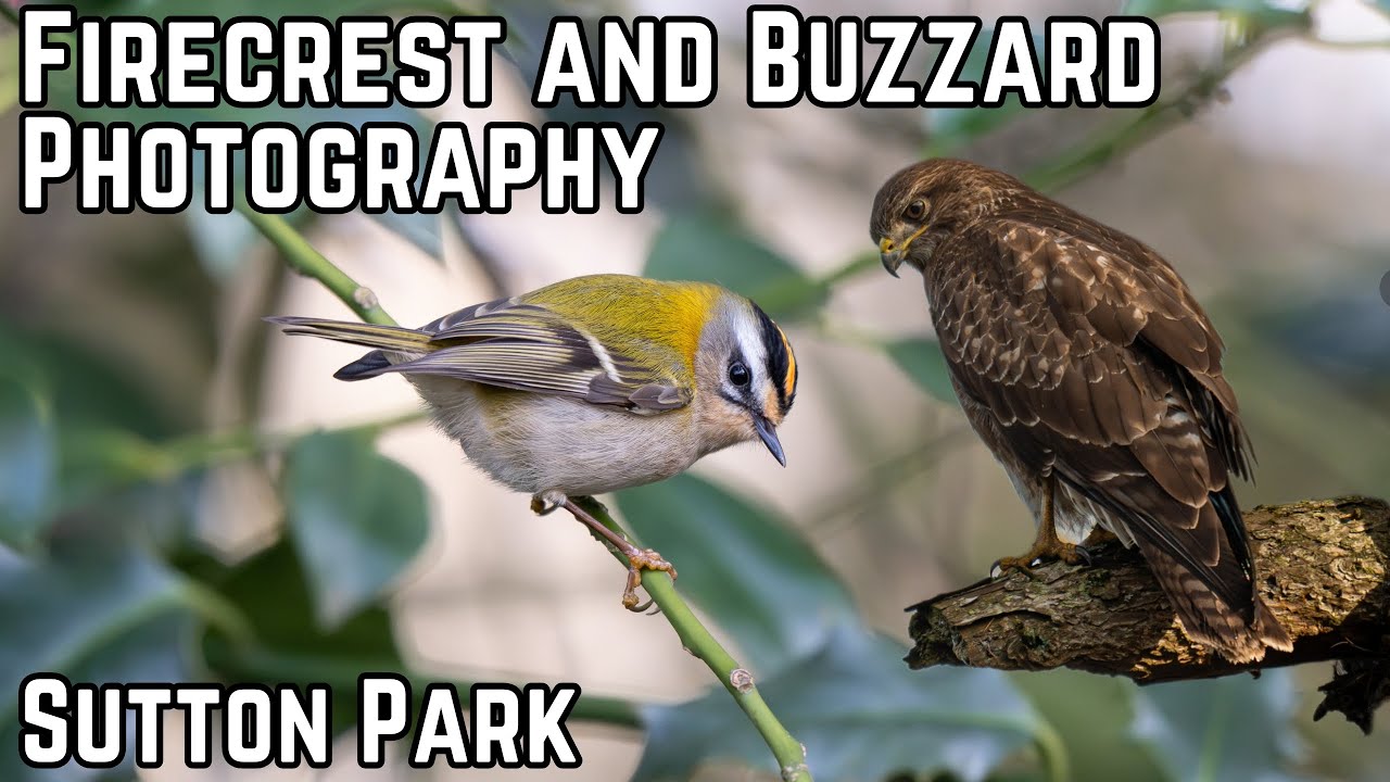The Rare Firecrest! Hunting Buzzards! All at my local park | Nikon Z8 Bird Photography 