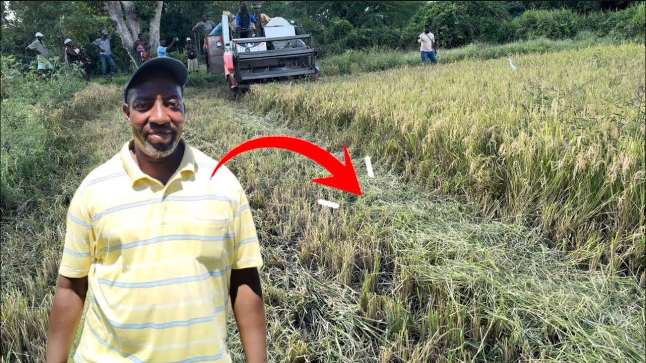 FLASH BÒN NOUVÈL POU PASTÈ MOÏSE GWO REKÒT DIRI 🌾KAP REKÒLTE JODIA🌾😱🙆‍♂️
