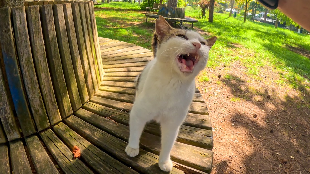 Кошка Гевезе, которую я знаю уже 5 лет, может многое сказать!