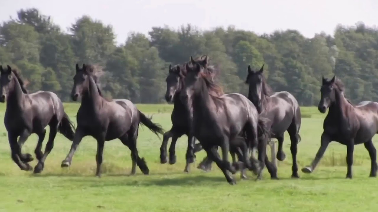 Symphony || Friesian horses music video ||