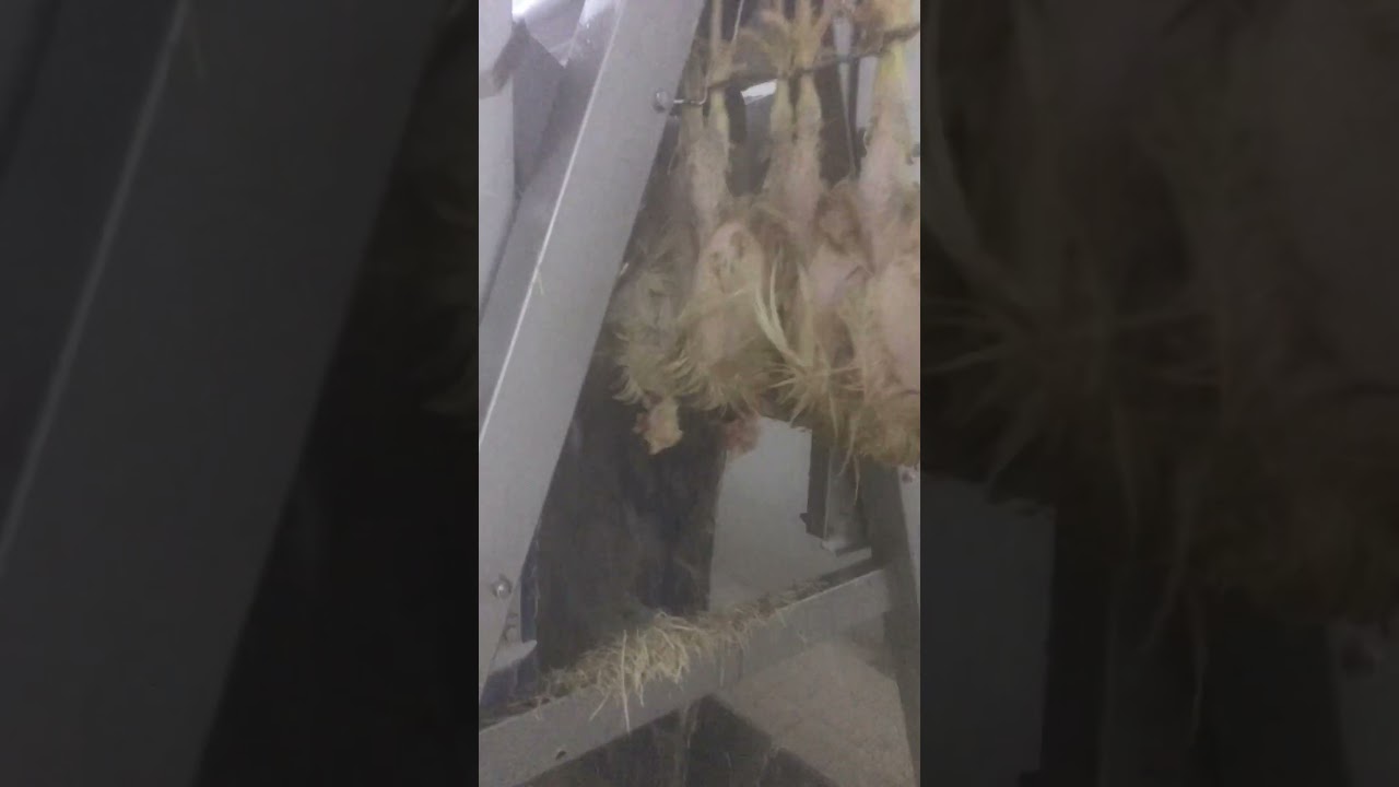 Tavuk t&uuml;y Yolma sistemi ve makinaları