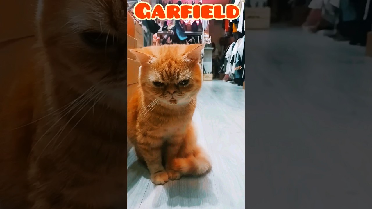 GARFIELD in REAL LIFE 🧡 #shorts #cute #cat #garfield