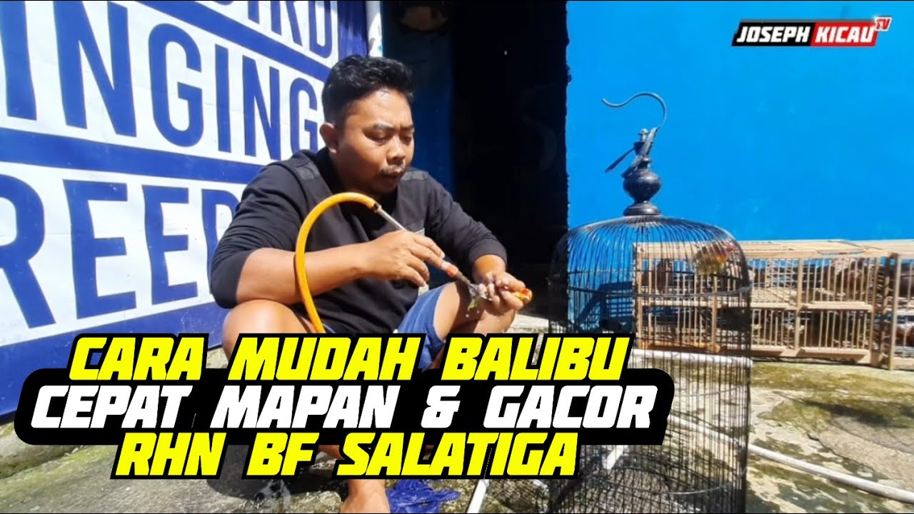 Balibu Cepat Mapan dan gacor | RHN BF SALATIGA