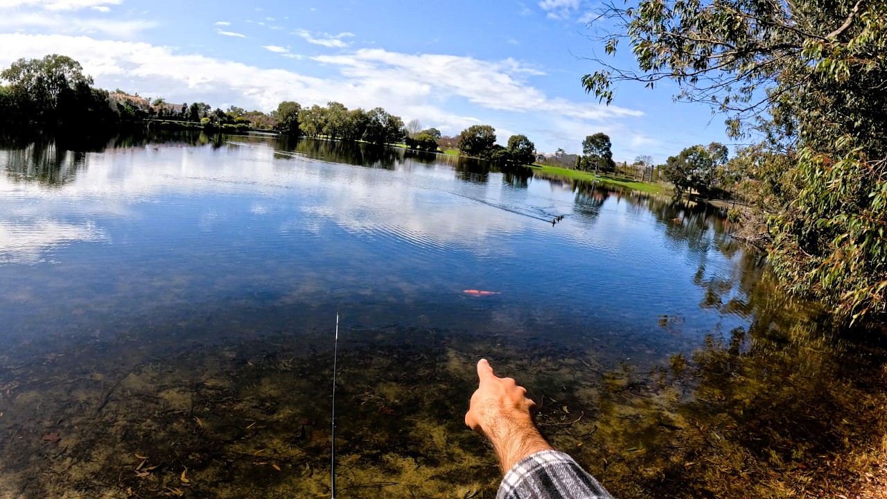Perth Carp Fishing - Catching BIG Goldfish!