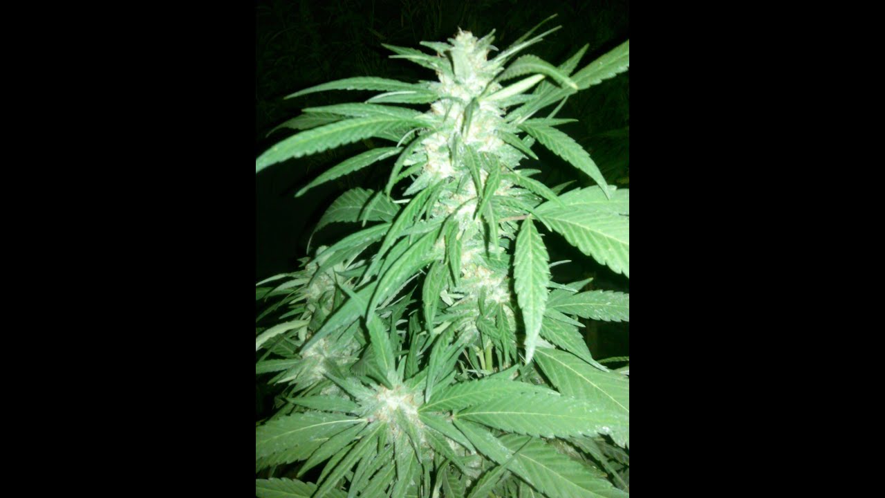 outdoor grow 2016!!!