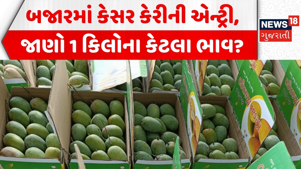 Porbandar Kesar Mango in Market: બજારમાં કેસર કેરીની થઈ એન્ટ્રી, જાણો 1 કિલોના કેટલા ભાવ? | Ranavav