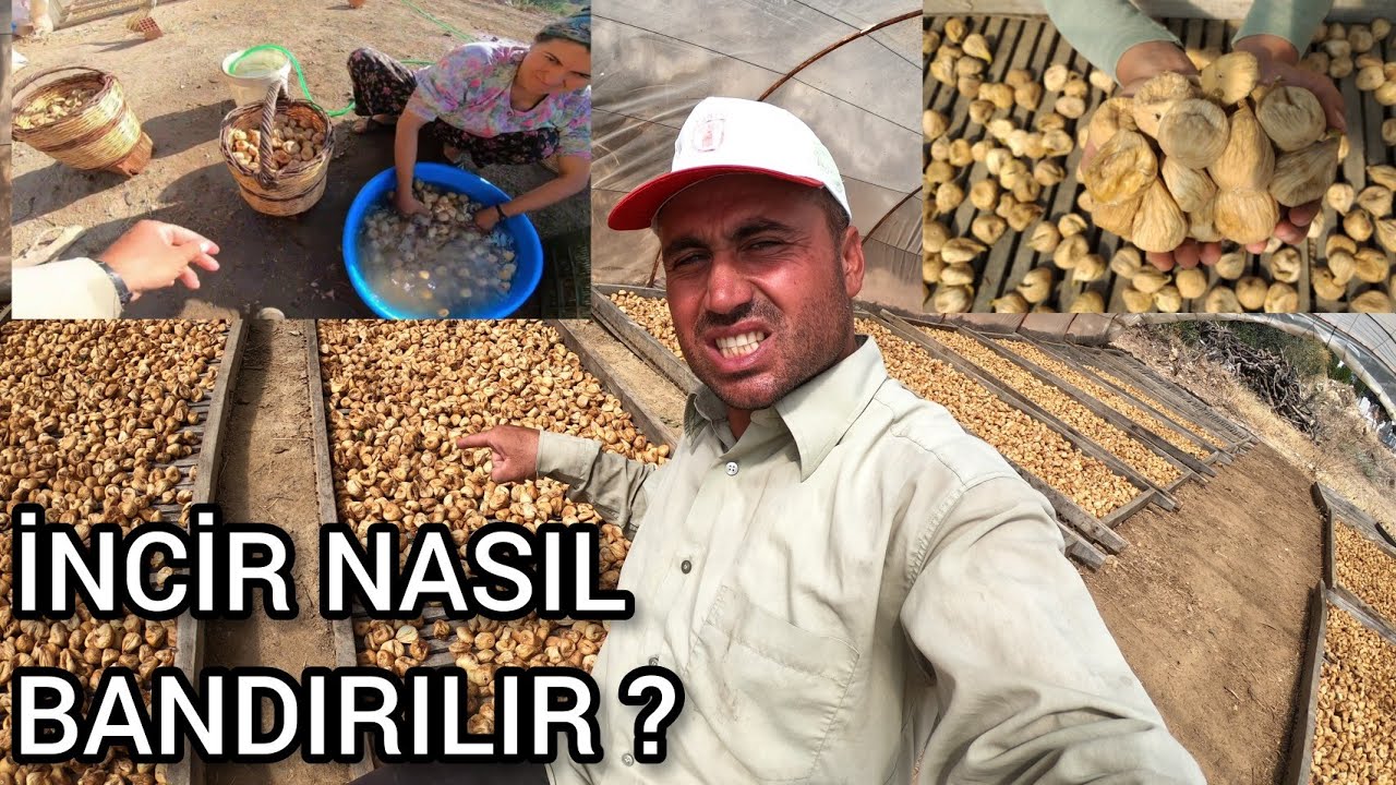 YEMEKLİK İNCİR NASIL BANDIRILIR ? - İncir Fiyatları Ne Kadar ?