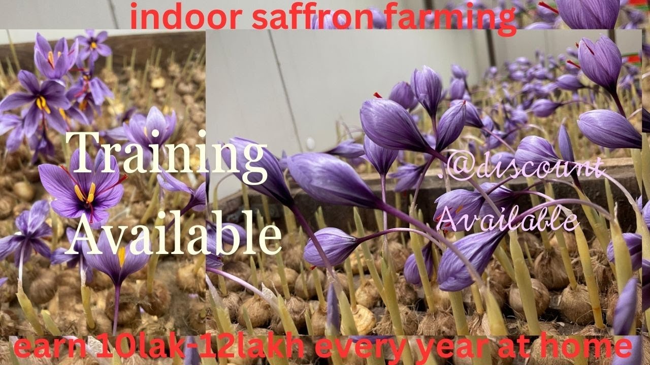 केसर की खेती ||हर साल कमाएं 10-12 लाख, ट्रेनिंग के लिए संपर्क करें ||indoor saffron farming success?