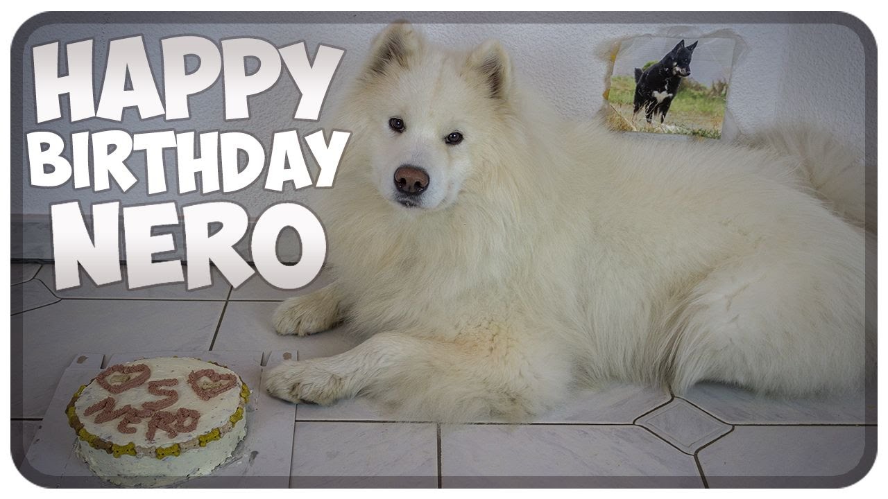 Nero wird 5 Jahre alt! Neros 5. Geburtstag! Happy Birthday Nero!!