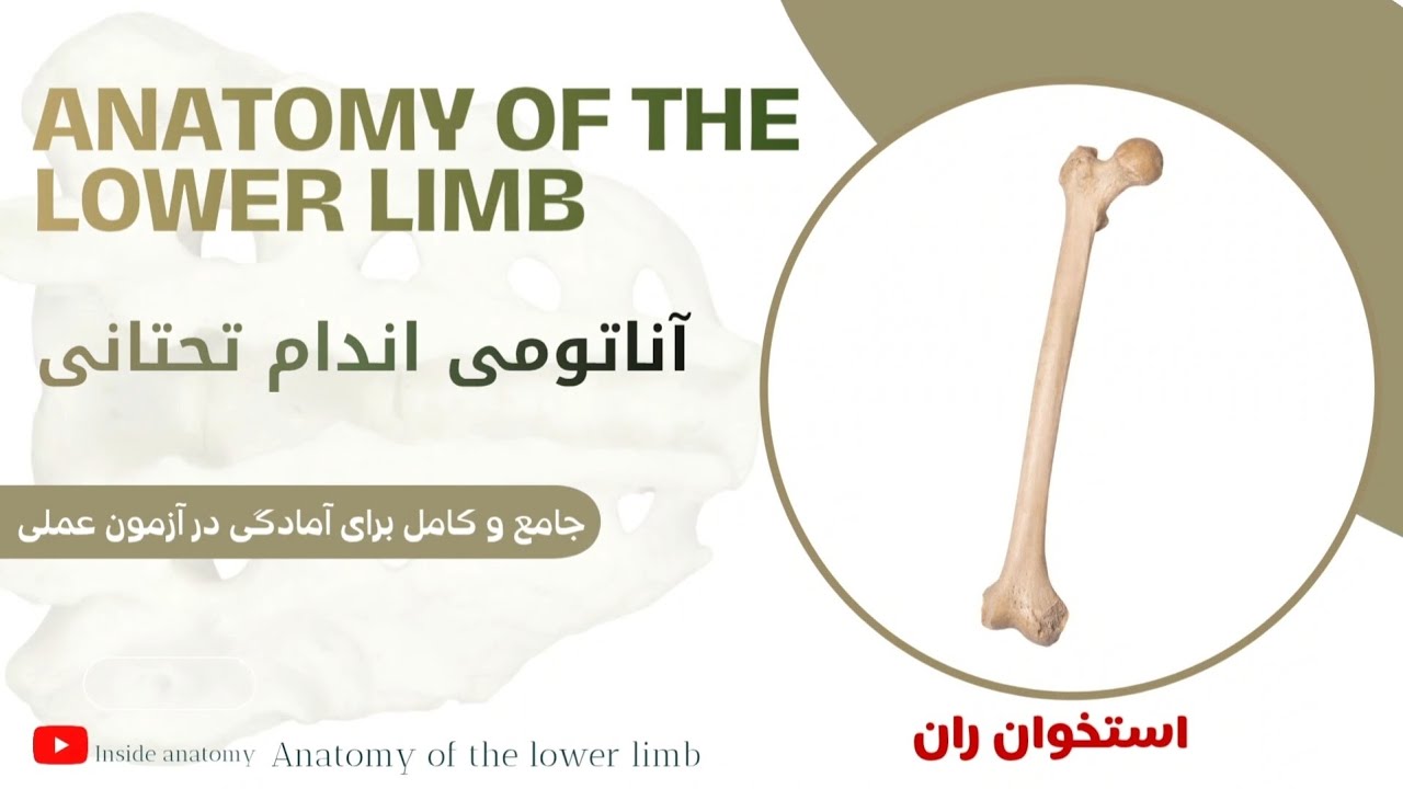 آناتومی اندام تحتانی (تدریس کامل استخوان ران femor) 🔎Lower limb 