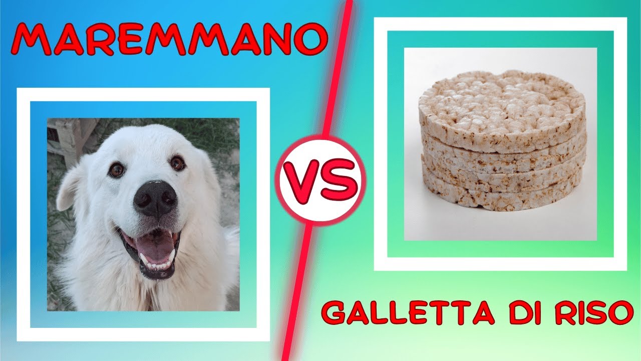 🐾 Pastore Maremmano VS Galletta di riso