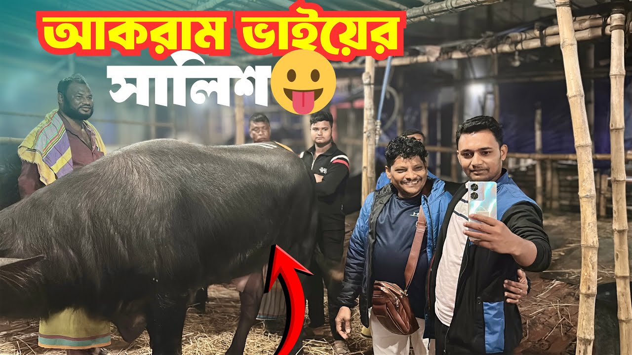 গাবতলী হাটে আকরাম ভাইয়ের সালিশে মহিষ ডিল ২ লাখ ৩৭ হাজার | Gabtoli Haat 2026 | Buffalo Price BD