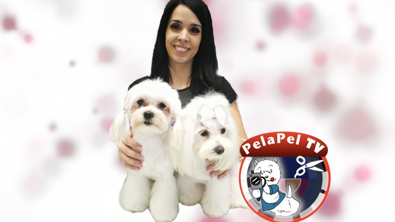 PELUQUERÍA CANINA ESTILO ASIÁTICO  BICHON MALTÉS CON SONIA LUENGO DE ARTERO CREATIVE TEAM