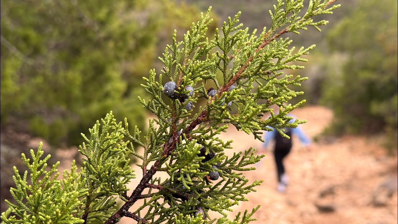 To Us 🌲⛰️🏕️