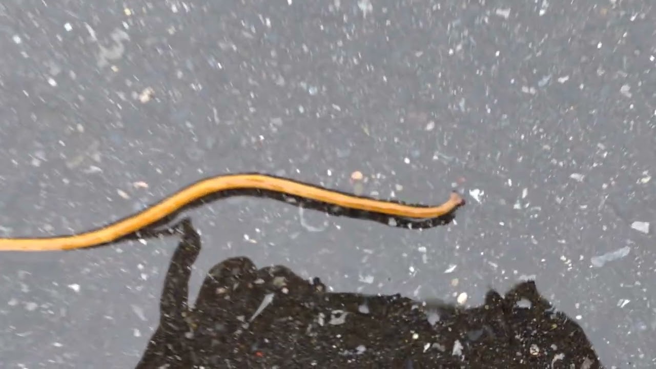 多分、オオミスジコウガイビル