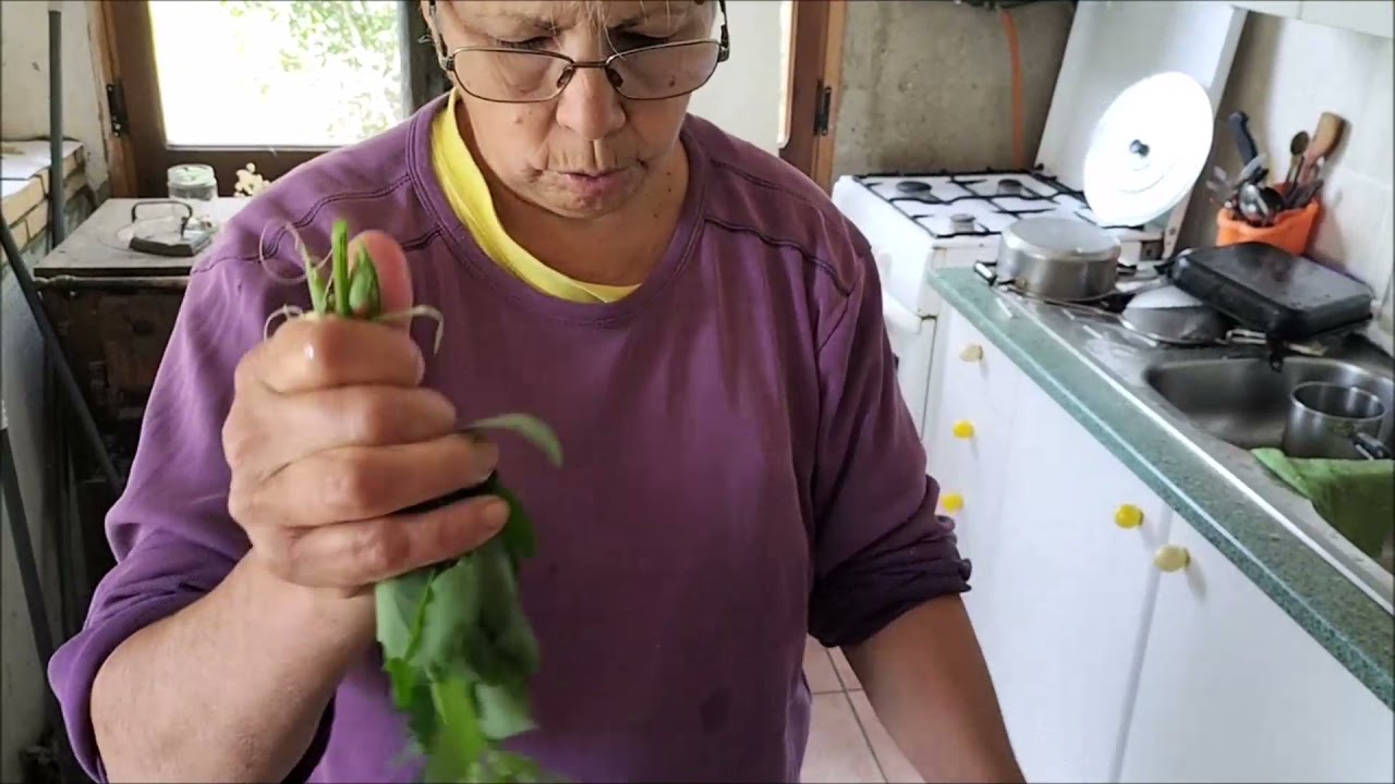EL CENIZO, UNA MALA HIERBA MUY BUENA