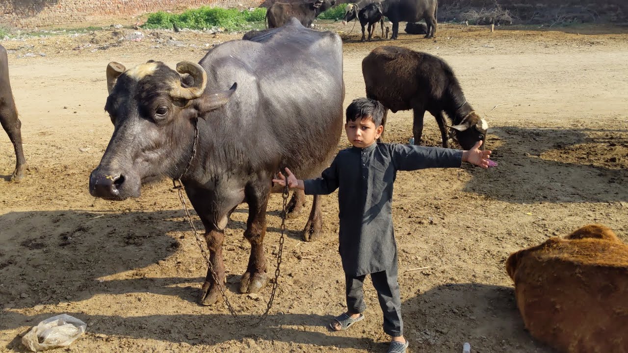 Buffalo morning routine vlog | buffalo farming video |
