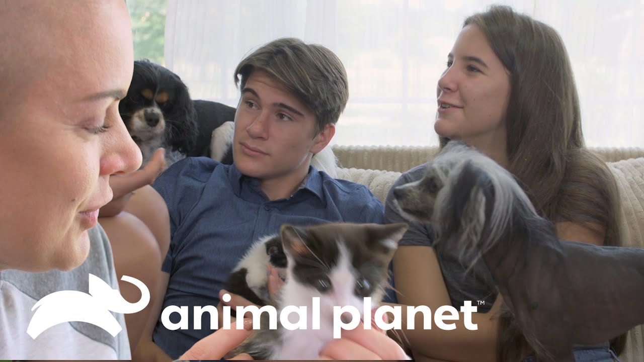 Pequeña gatita derrite el corazón de Amanda y sus hijos | Amanda al Rescate | Animal Planet