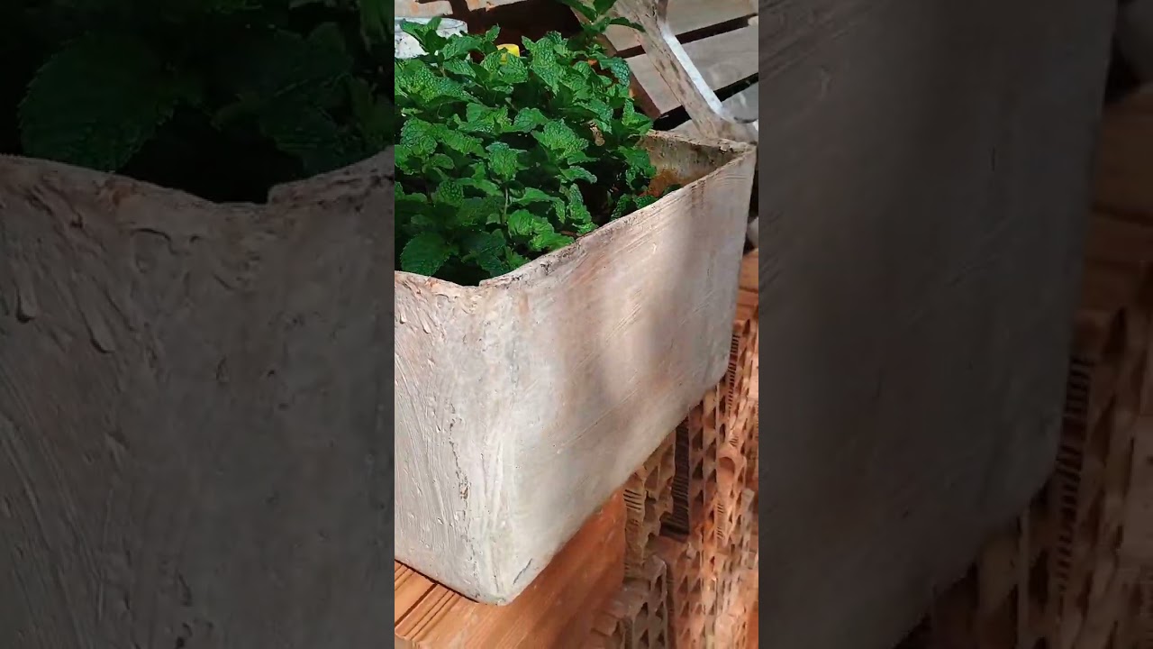 Mais um vlog mostrando minhas plantas 🪴🌱🌺