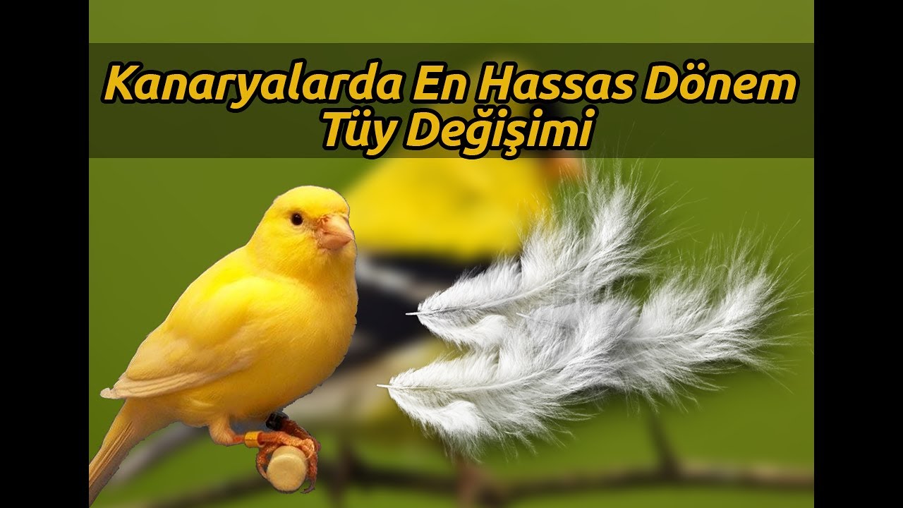 Kuşçu Mesut Abi | Kanaryalarda En Hassas Dönem Tüy Değişimi