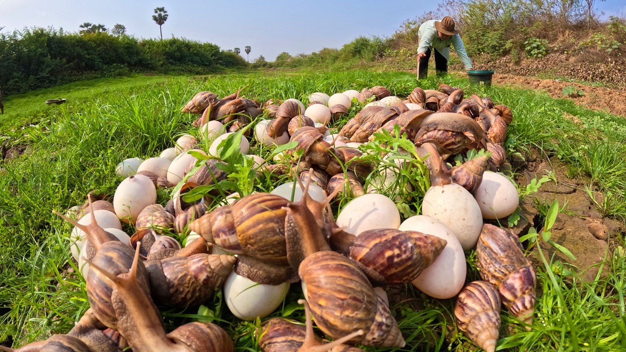 Harvesting Thousands of Giant Land Snails and Eggs in the Field
