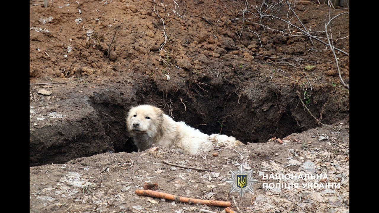 «Білі янголи» та волонтери врятували у Дружківці покинутого алабая