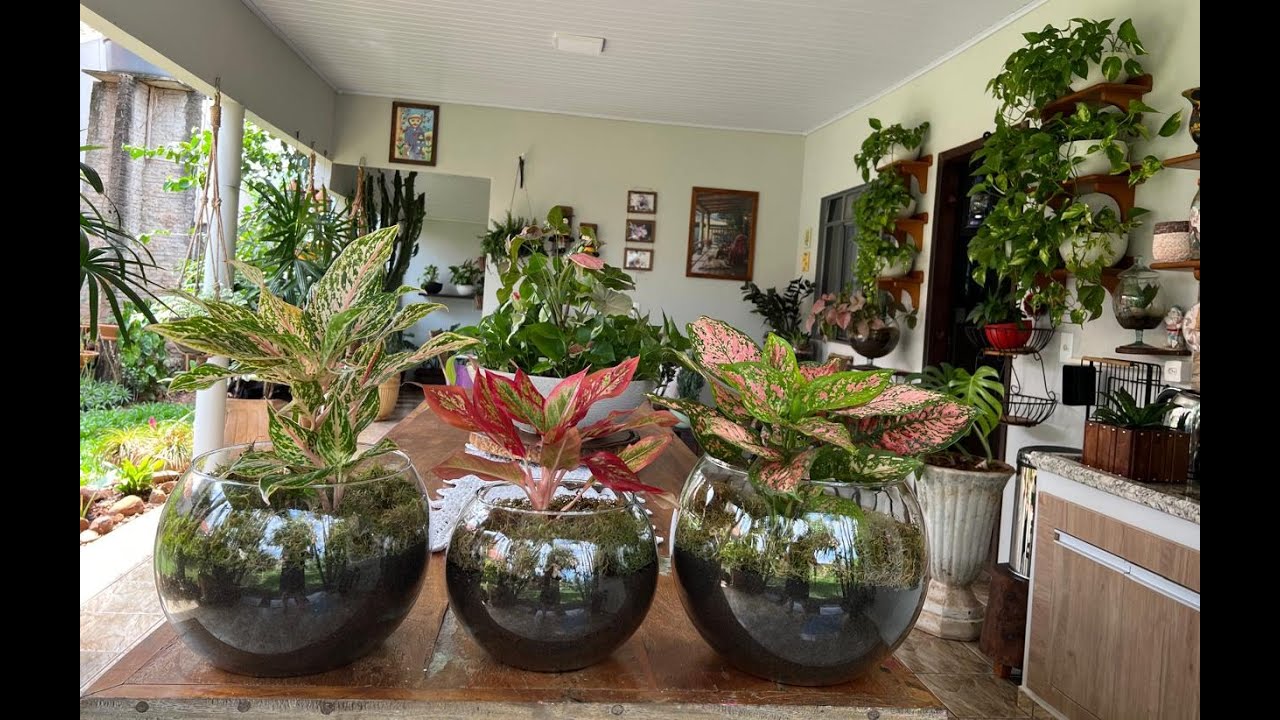 REPLANTE DAS AGLAONEMAS,  ARRANJOS PERFIETOS. FIQUEI IMPEDIDA DE VIAJAR.   Ateliê Florescer