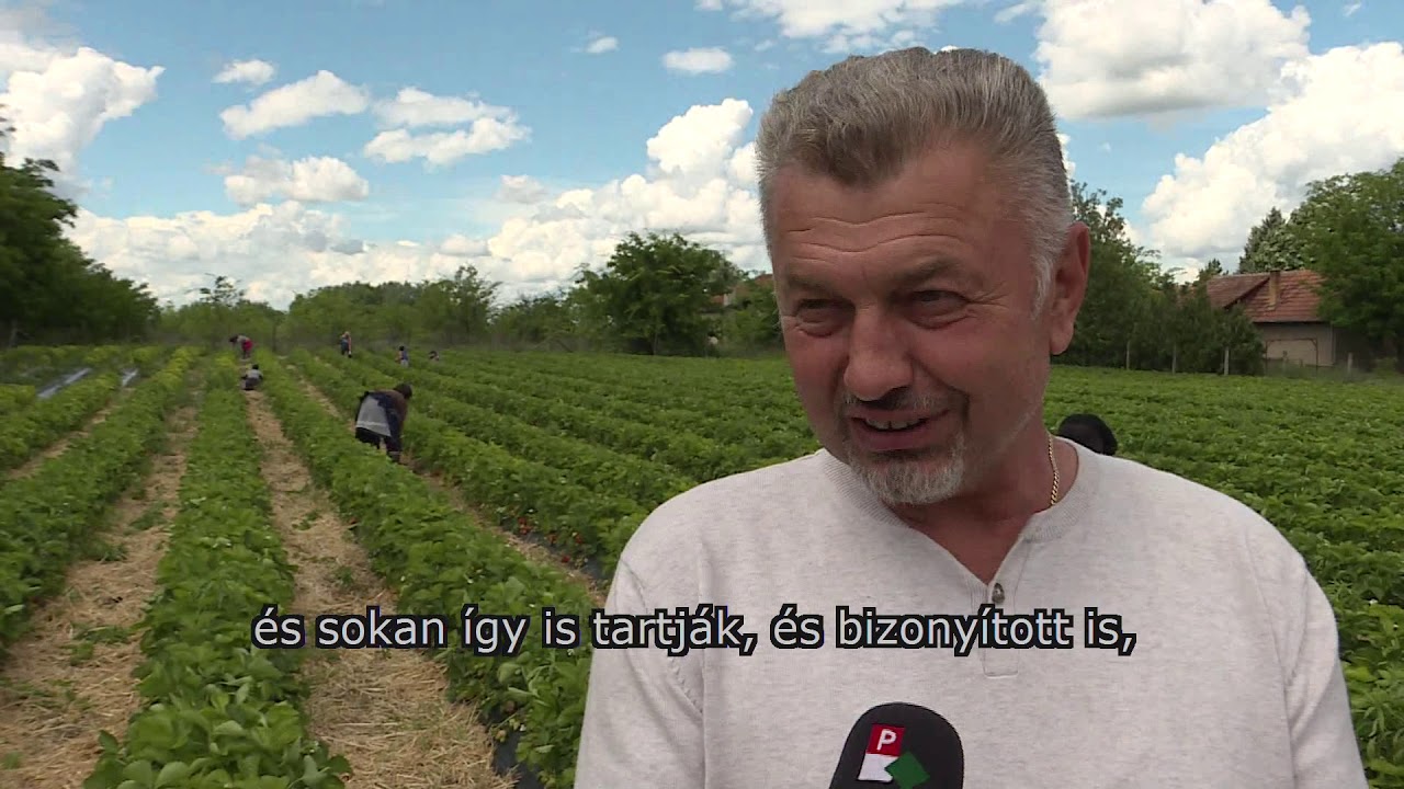2019.05.21. - Hétezer hektáron érik a földieper Szerbiában