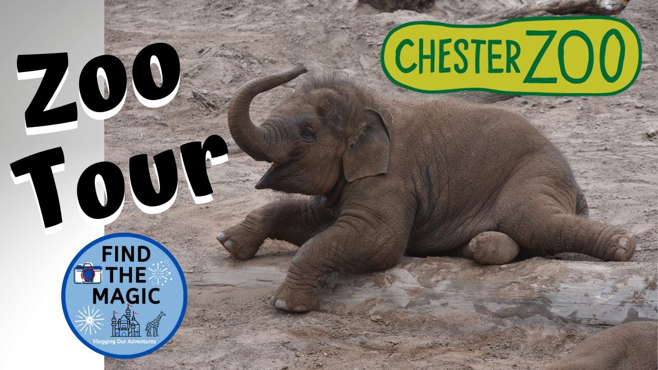 Chester Zoo | Endangered Animals, Birds and a Look at the Gift Shop