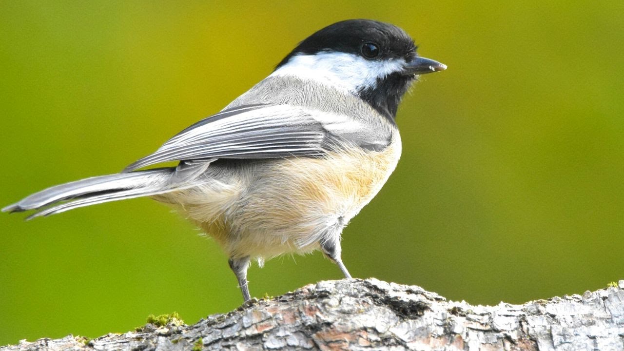 Black Capped Chickadee Calls | Black Capped Chickadee Song | Black Capped Chickadee